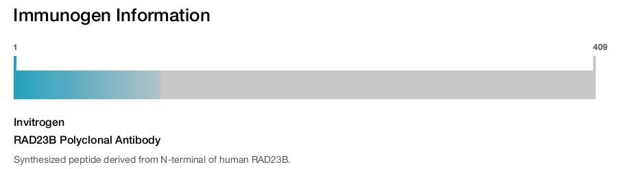 RAD23B Polyclonal Antibody