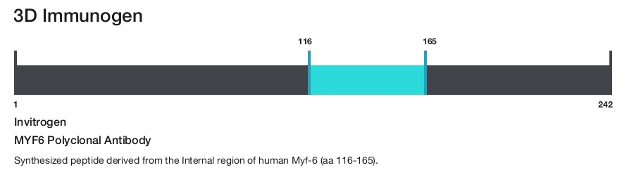 MYF6 Polyclonal Antibody