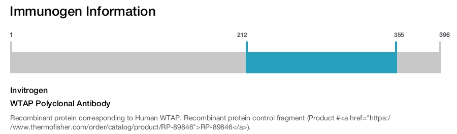 WTAP Polyclonal Antibody