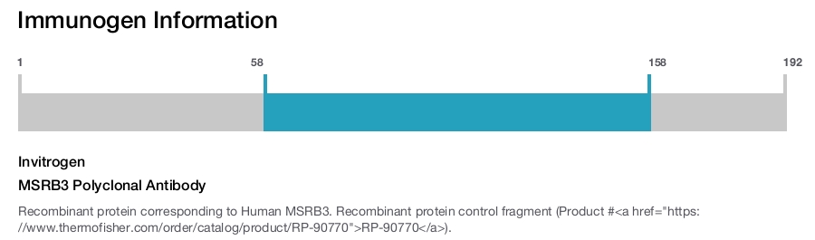 MSRB3 Polyclonal Antibody