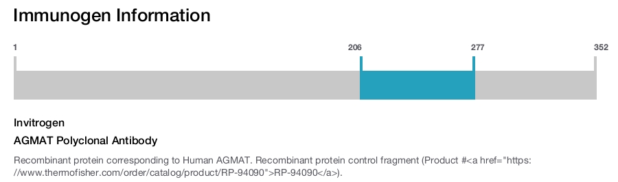 AGMAT Polyclonal Antibody