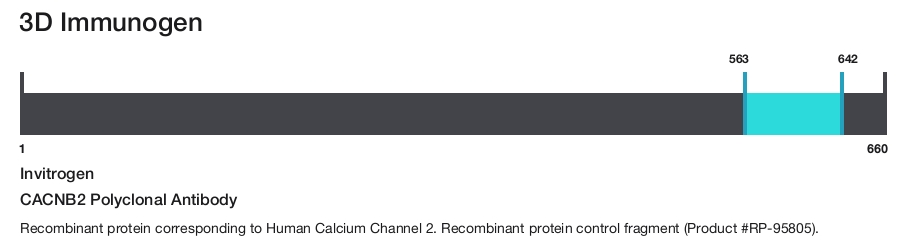 CACNB2 Polyclonal Antibody