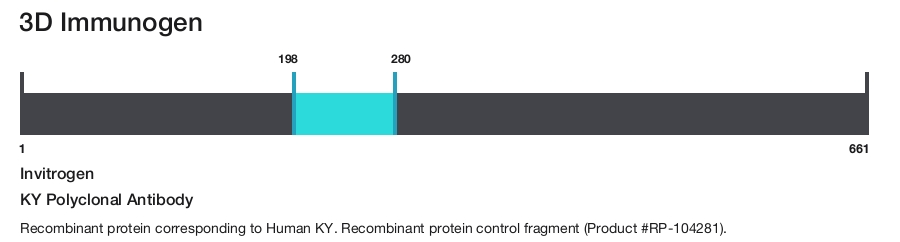 KY Polyclonal Antibody