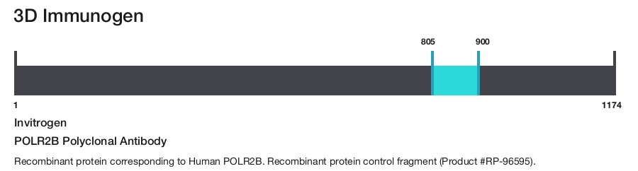 POLR2B Polyclonal Antibody