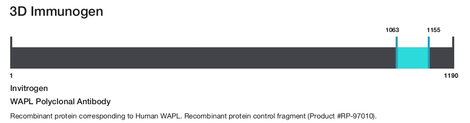 WAPL Polyclonal Antibody