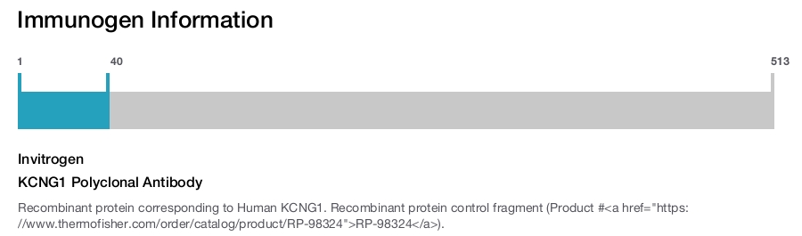 KCNG1 Polyclonal Antibody