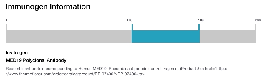 MED19 Polyclonal Antibody