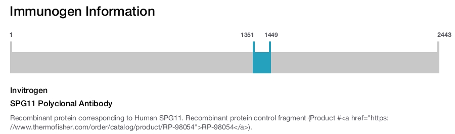 SPG11 Polyclonal Antibody