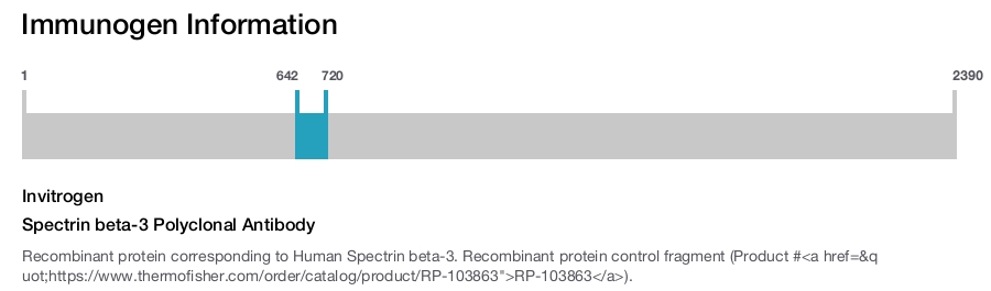 Spectrin beta-3 Polyclonal Antibody