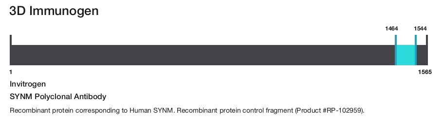 SYNM Polyclonal Antibody