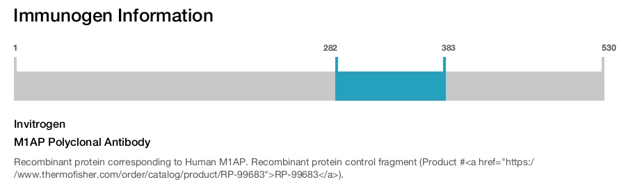 M1AP Polyclonal Antibody