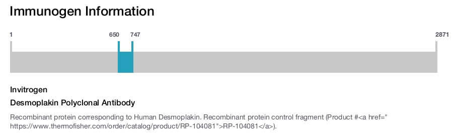 Desmoplakin Polyclonal Antibody