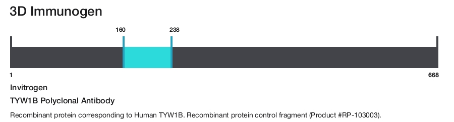 TYW1B Polyclonal Antibody
