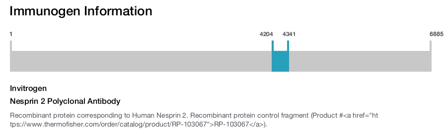 Nesprin 2 Polyclonal Antibody