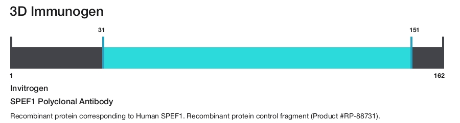 SPEF1 Polyclonal Antibody