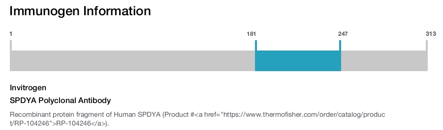 SPDYA Polyclonal Antibody