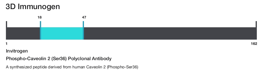 Phospho-Caveolin 2 (Ser36) Polyclonal Antibody