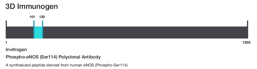 Phospho-eNOS (Ser114) Polyclonal Antibody
