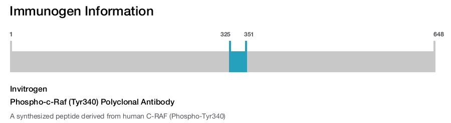 Phospho-c-Raf (Tyr340) Polyclonal Antibody