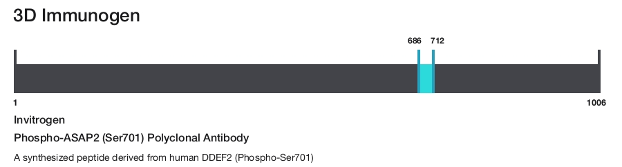 Phospho-ASAP2 (Ser701) Polyclonal Antibody