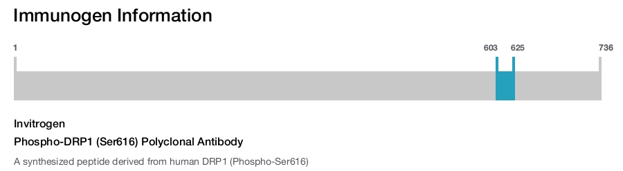 Phospho-DRP1 (Ser616) Polyclonal Antibody