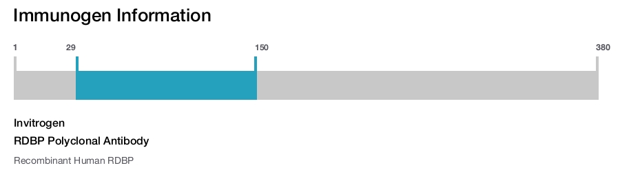 RDBP Polyclonal Antibody