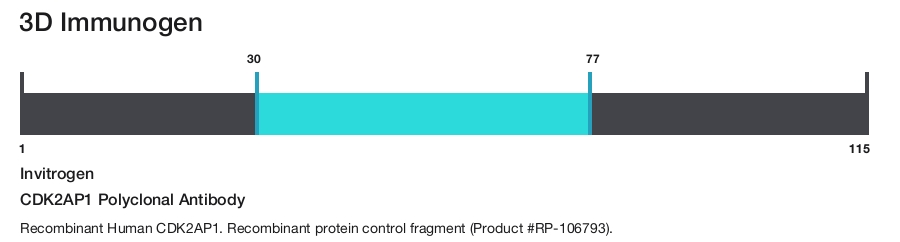 CDK2AP1 Polyclonal Antibody