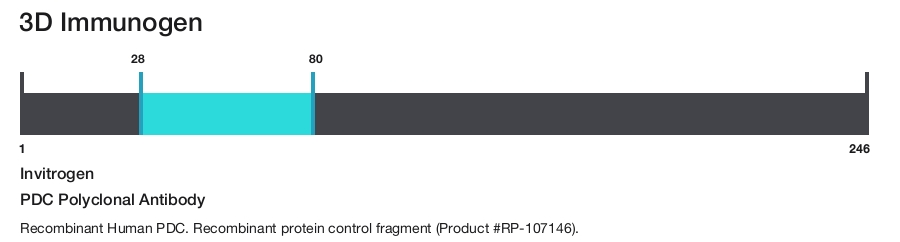 PDC Polyclonal Antibody
