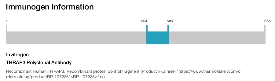 THRAP3 Polyclonal Antibody