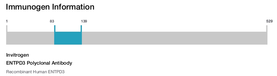 ENTPD3 Polyclonal Antibody