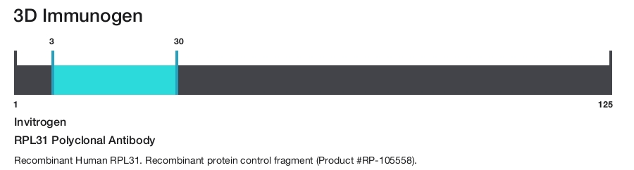 RPL31 Polyclonal Antibody