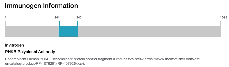 PHKB Polyclonal Antibody