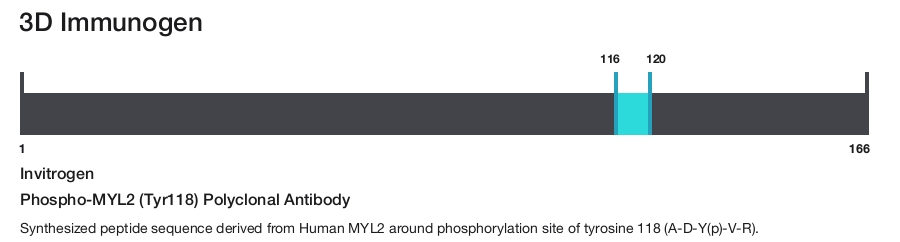 Phospho-MYL2 (Tyr118) Polyclonal Antibody