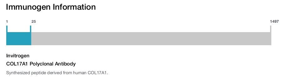 COL17A1 Polyclonal Antibody