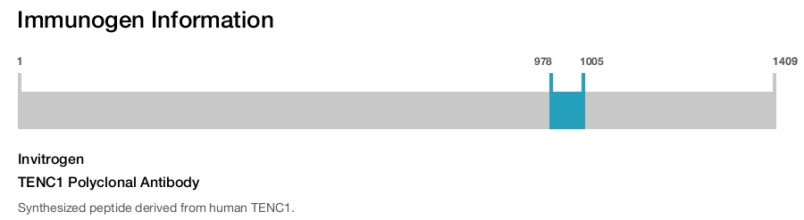 TENC1 Polyclonal Antibody