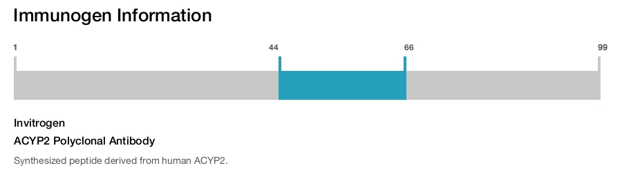 ACYP2 Polyclonal Antibody
