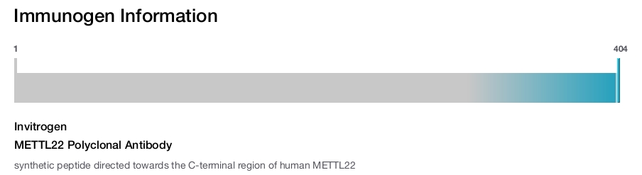 METTL22 Polyclonal Antibody