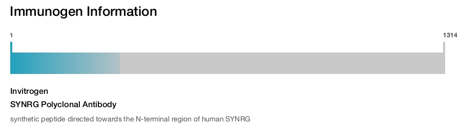 SYNRG Polyclonal Antibody