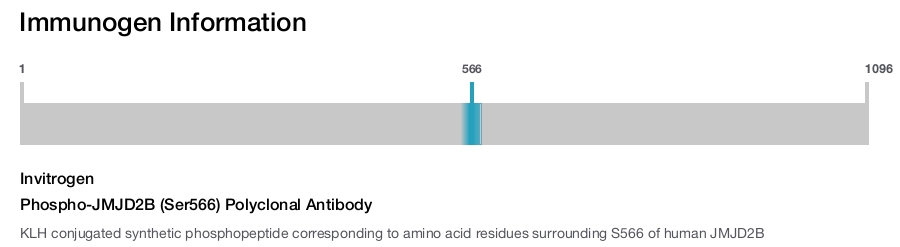 Phospho-JMJD2B (Ser566) Polyclonal Antibody