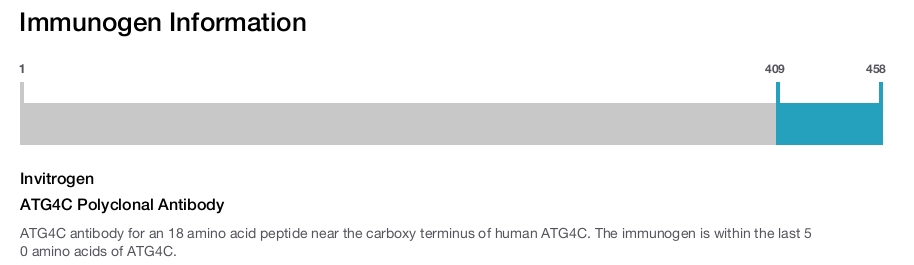 ATG4C Polyclonal Antibody