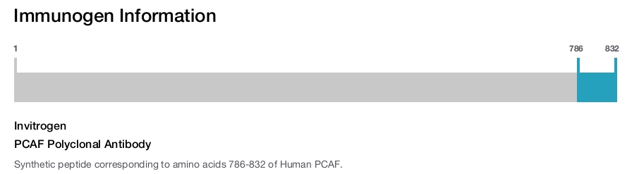 PCAF Polyclonal Antibody