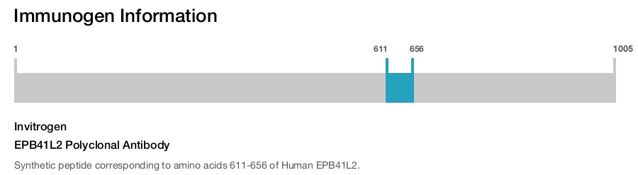 EPB41L2 Polyclonal Antibody