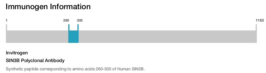 SIN3B Polyclonal Antibody