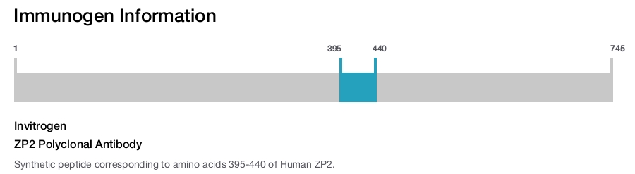 ZP2 Polyclonal Antibody