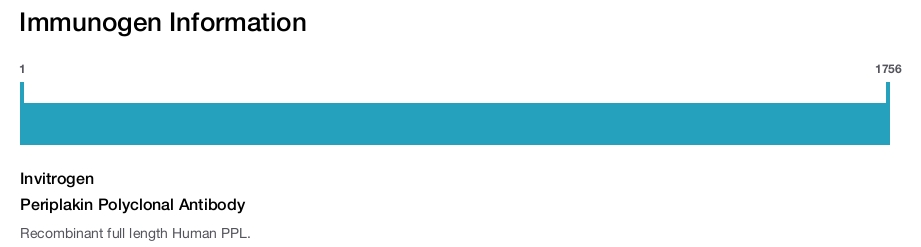 Periplakin Polyclonal Antibody