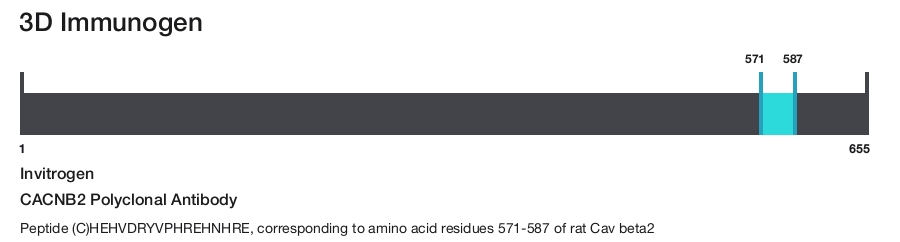 CACNB2 Polyclonal Antibody