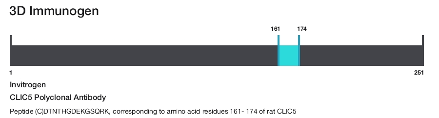CLIC5 Polyclonal Antibody
