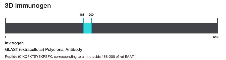 GLAST (extracellular) Polyclonal Antibody
