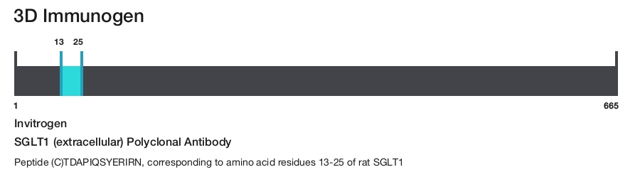 SGLT1 (extracellular) Polyclonal Antibody