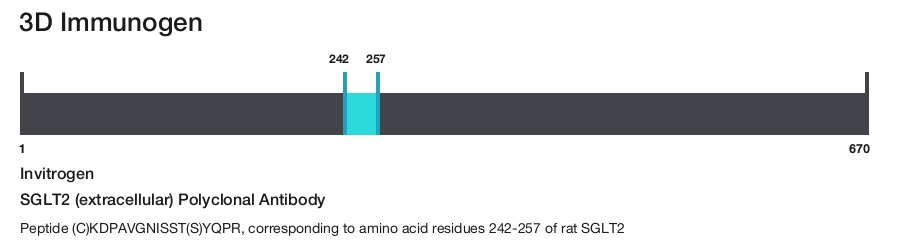 SGLT2 (extracellular) Polyclonal Antibody